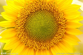 太阳花