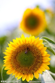 太阳花