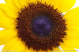 太阳花