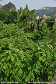 植被 旅游区风景