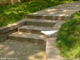 石子路上的鸽子