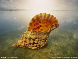 海螺 贝壳