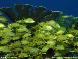 海底生物