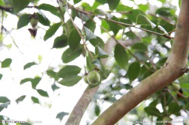 茶果