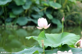 高清荷花摄影