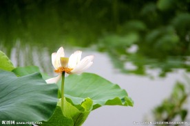 高清荷花摄影