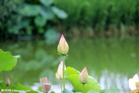 高清荷花摄影