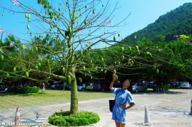 花果四季春