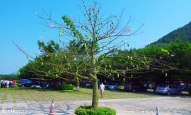 花果四季春