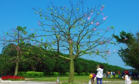 花果四季春