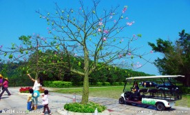 花果四季春