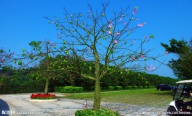 花果四季春