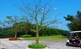 花果四季春