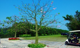 花果四季春