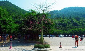 花果四季春