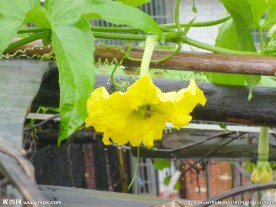 花与蜂