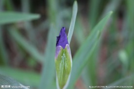菖蒲花蕊