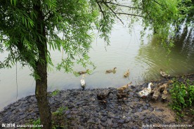 河边群鸭
