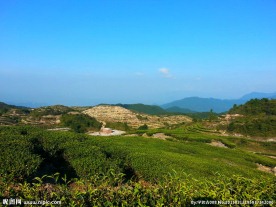 茶叶基地