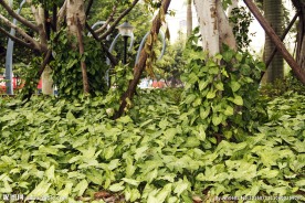 绿色植被