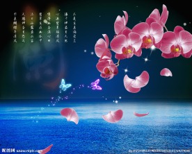 兰花