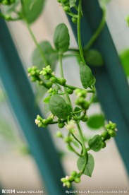 豆腐菜