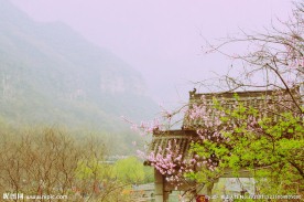 云台山梅花摄影