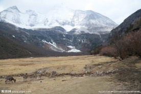 稻城雪山