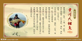 黄河大鲤鱼