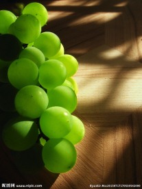 青葡萄