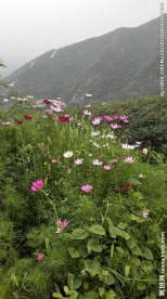 绿色植物花朵