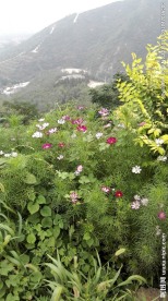 山上野花绿色植物背景