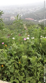 山上野花绿色植物