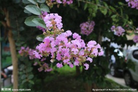 紫薇花
