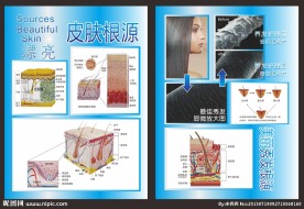 皮肤组织