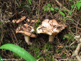 野生菌