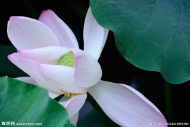 荷花高清原图