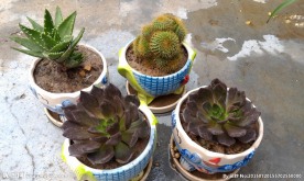 盆栽花