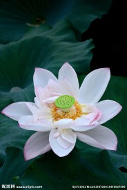 荷花超清原图