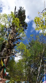 稻城风光 稻城亚丁