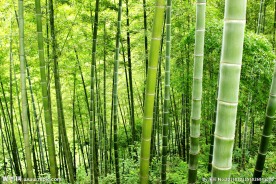竹林深处