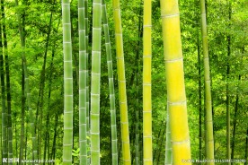 楠竹林