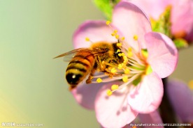 蜜蜂