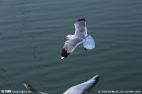 六指海鸥