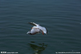 六指海鸥
