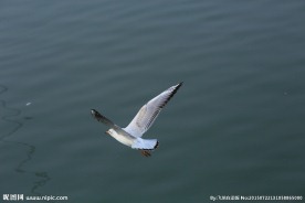 六指海鸥