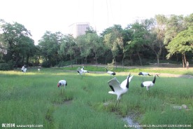 闲云野鹤沈阳南湖公园
