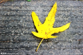 秋天落叶
