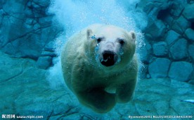 北极熊水下摄影