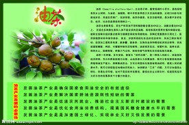 油茶简介